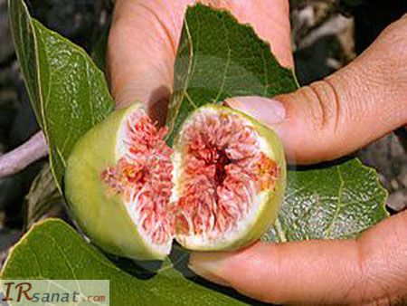 خواص انجیر, خواص درمانی انجیر