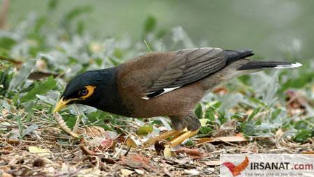 طبقه بندی پرندگان, تغذیه پرندگان, علت مهاجرت پرندگان