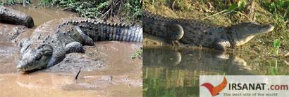 کروکودیل,تمساح,تفاوت کروکدیل و تمساح