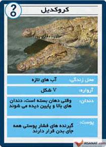 کروکودیل,تمساح,تفاوت کروکدیل و تمساح