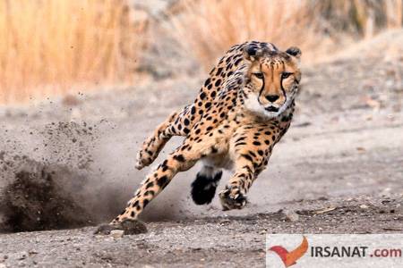 یوزپلنگ,سریعترین جانوران روی زمین, سریع‌ترین موجود زنده جهان