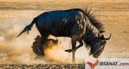 کل یالدار,سریعترین جانوران روی زمین, سریع‌ترین موجود زنده جهان
