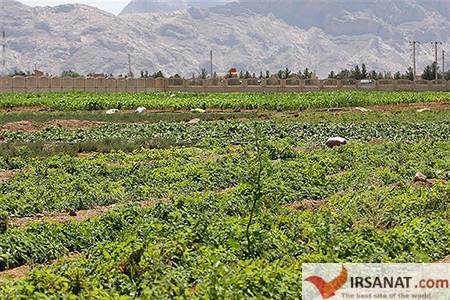 اخبار,اخبار علمی,گیاهان دارویی