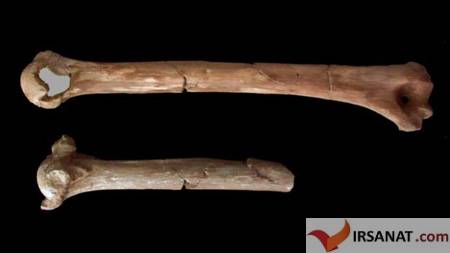نحوه مرگ قدیمی‌ترین نیاکان انسان, بررسی استخوان‌های فسیل شده لوسی