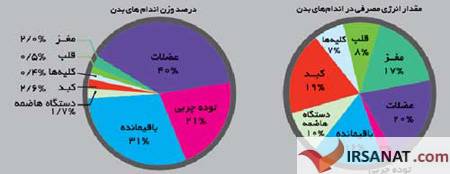 آشنایی با سوخت و ساز بدن,سوخت و ساز بدن انسان