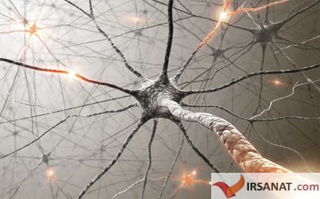 آشنایی با بخش های متفاوت مغز, فعالیت سلول‌های عصبی