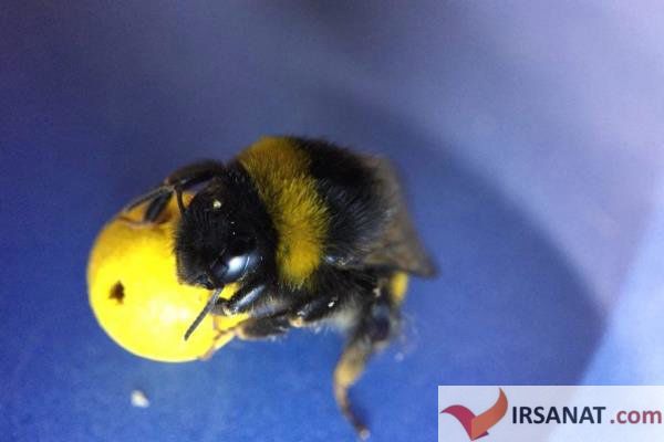 اخبارعلمی,خبرهای  علمی,زنبورهای عسل
