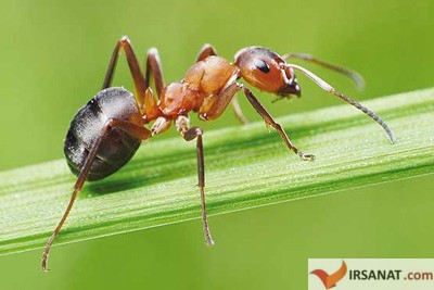 زندگی مورچه ها,دانستنی درباره مورچه ها