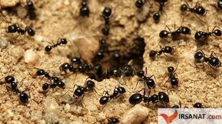 دانستنی های شگفت آور از مورچه ها,درباره مورچه ها