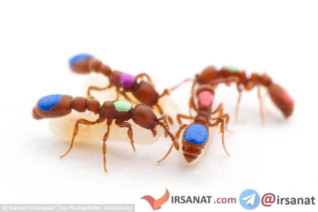 اخبارعلمی ,خبرهای  علمی ,مهندسی ژنتیک مورچه‌ها