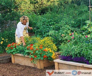 پرورش گل در خانه,کاشت گیاه در خانه,اصول باغبانی