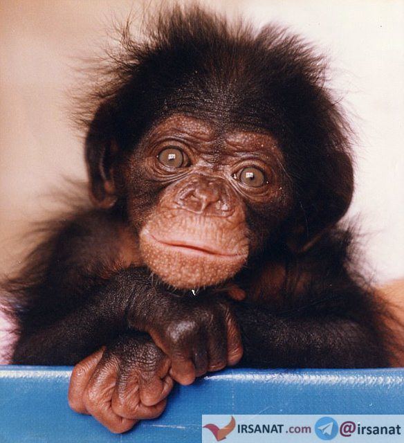 اخبارعلمی,خبرهای علمی,شامپانزه