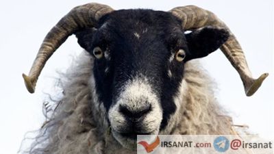 درباره گوسفندها,قابلیت تشخیص گوسفندان از چهره