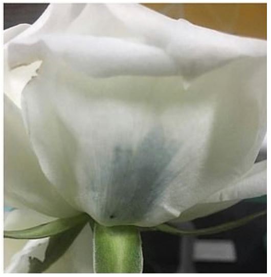 اولین گل رز آبی جهان تولید شد
