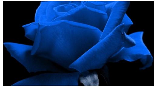 //فوری//// اولین گل سرخ آبی جهان تولید شد+تصاویر