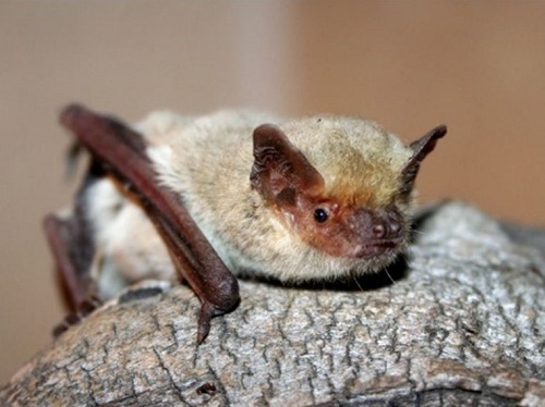 خفاش بال‌ سفید برای نخستین بار در یزد مشاهده شد
