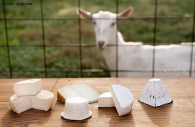 مزایای پنیر بز, مقایسه پنیر گاوی با پنیر بز
