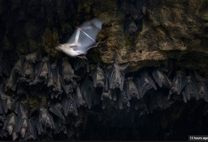 ویروس مرگبار در خفاش ها از غرب آفریقا یافت شد