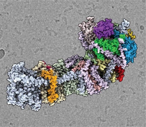 تصویر مولکولی آنزیم کلیدی در فتوسنتز به دست آمده است