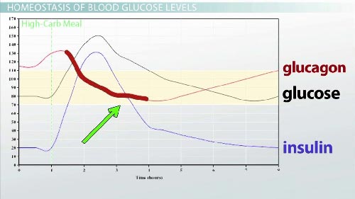 گلوکاگون و انسولین، دو قطب مخالف در دیابت، ممکن است در واقع با هم کار کنند