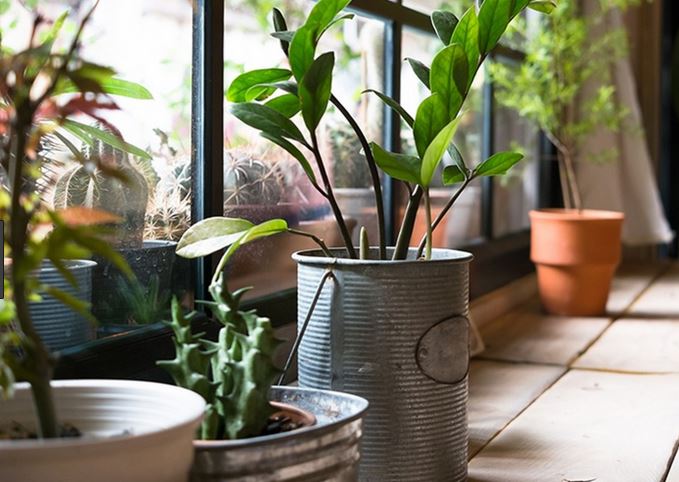 گیاه اصلاح شده ژنتیکی برای تمیز نگه داشتن هوا ی داخل خانه