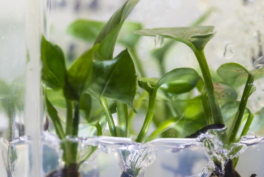 گیاه اصلاح شده ژنتیکی برای تمیز نگه داشتن هوا ی داخل خانه