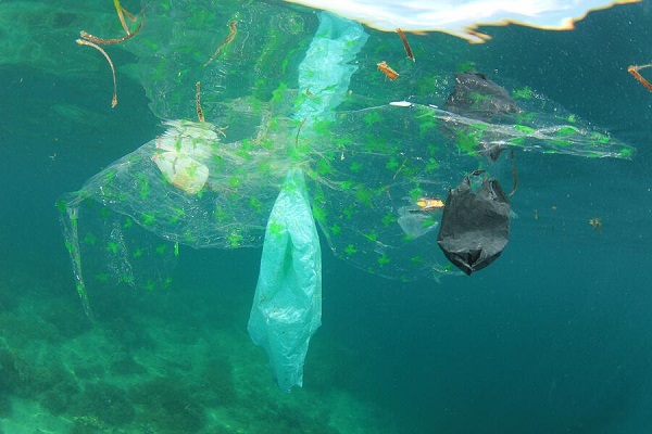 پلاستیک در دلفین ها، خوك آبي و نهنگ ها كشف شد .