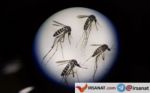 ساخت رادار پر قدرت چینی که پرواز پشه ها را ردیابی می کند!