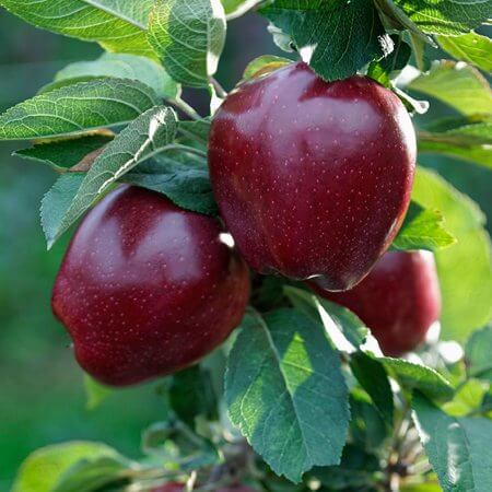 روش های کاشت و پرورش درخت سیب